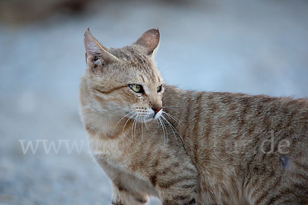 Oman-Falbkatze (Felis silvestris gordoni)