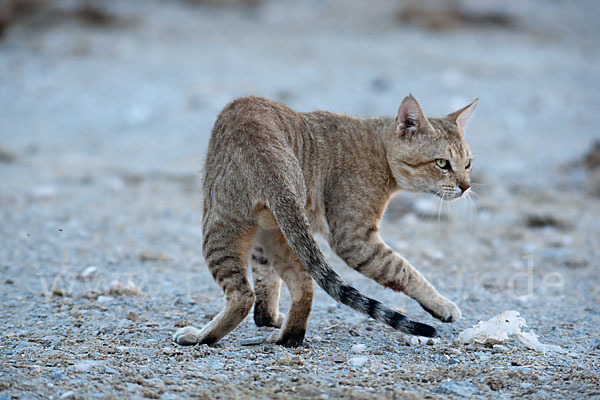 Oman-Falbkatze (Felis silvestris gordoni)