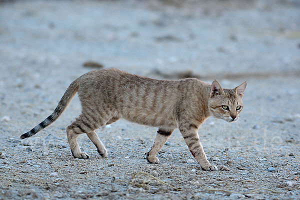 Oman-Falbkatze (Felis silvestris gordoni)