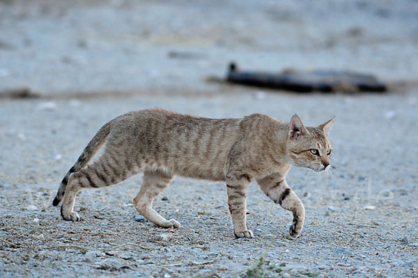 Oman-Falbkatze (Felis silvestris gordoni)