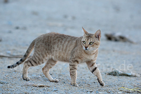 Oman-Falbkatze (Felis silvestris gordoni)