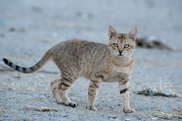 Oman-Falbkatze (Felis silvestris gordoni)