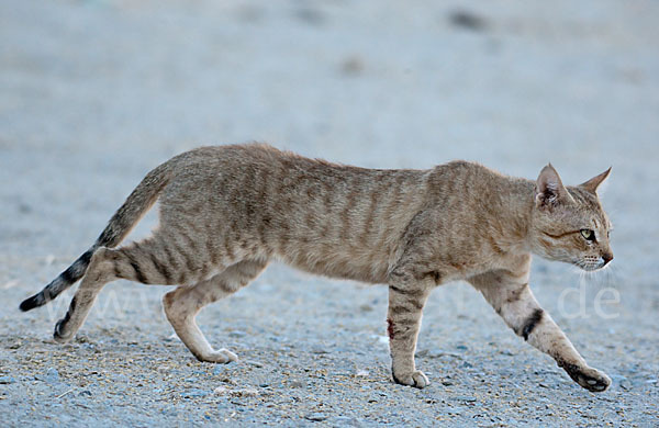 Oman-Falbkatze (Felis silvestris gordoni)