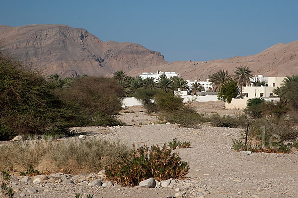 Oman (Oman)