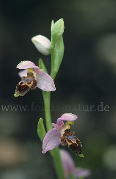 pröhl, hochformat, pflanzen, zypern, high_size, flora, plants, orchidaceae, orchideengewächse, orchideen, lapethos_bee_orchid, lapethos-ragwurz, ophrys_lapethica