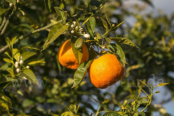 Orange (Citrus × sinensis)