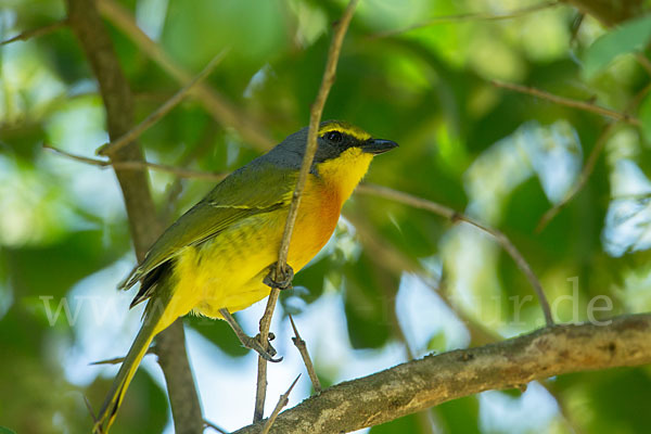 Orangebrustwürger (Chlorophoneus sulfureopectus)