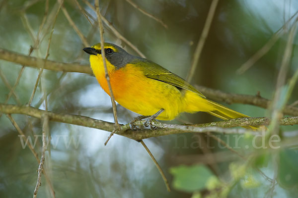 Orangebrustwürger (Chlorophoneus sulfureopectus)