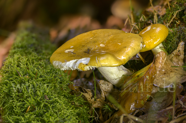 Orangerote Graustiel-Täubling (Russula decolorans)