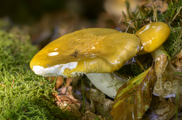 Orangerote Graustiel-Täubling (Russula decolorans)