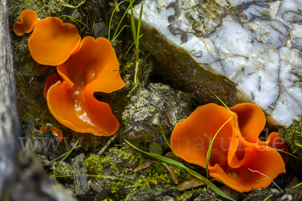 Orangeroter Becherling (Aleuria aurantia)