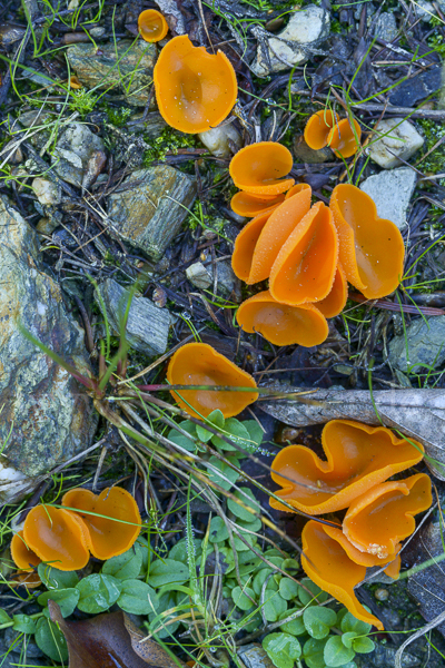 Orangeroter Becherling (Aleuria aurantia)