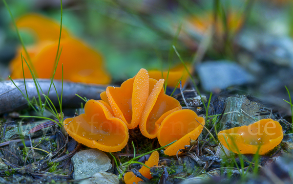 Orangeroter Becherling (Aleuria aurantia)