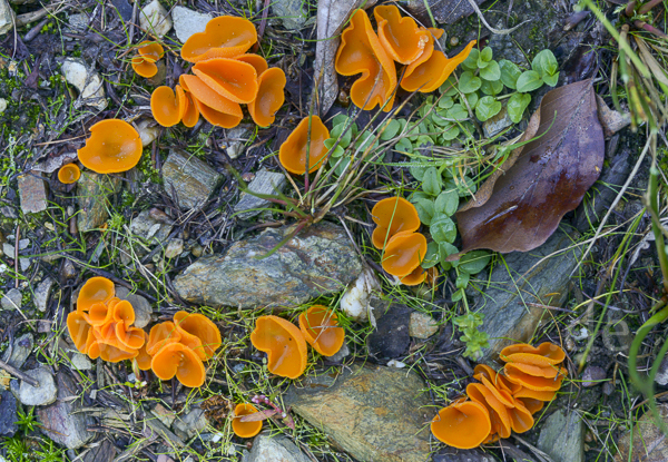 Orangeroter Becherling (Aleuria aurantia)