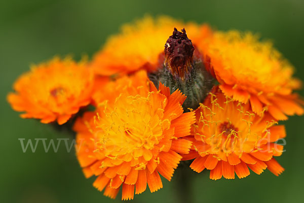 Orangerotes Habichtskraut (Hieracium aurantiacum)