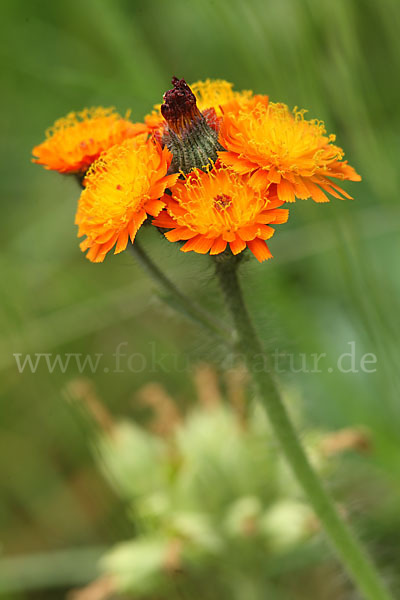 Orangerotes Habichtskraut (Hieracium aurantiacum)