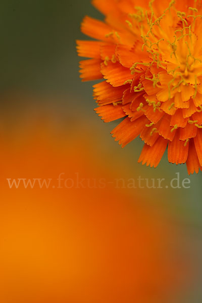 Orangerotes Habichtskraut (Hieracium aurantiacum)