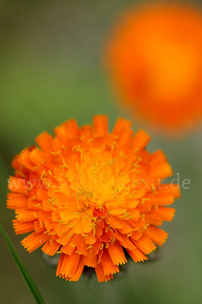 Orangerotes Habichtskraut (Hieracium aurantiacum)