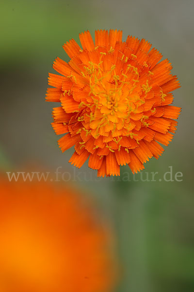 Orangerotes Habichtskraut (Hieracium aurantiacum)