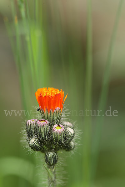 Orangerotes Habichtskraut (Hieracium aurantiacum)