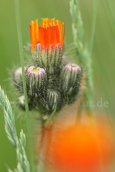 Orangerotes Habichtskraut (Hieracium aurantiacum)