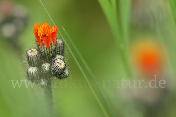 Orangerotes Habichtskraut (Hieracium aurantiacum)