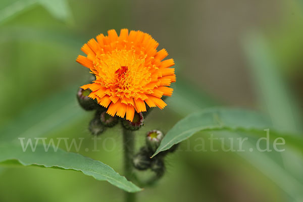 Orangerotes Habichtskraut (Hieracium aurantiacum)