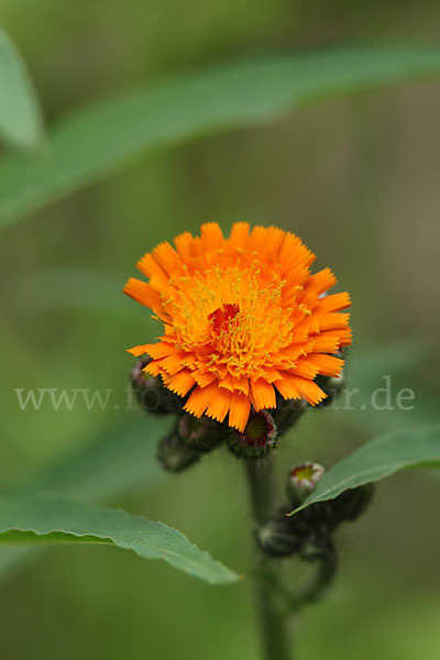 Orangerotes Habichtskraut (Hieracium aurantiacum)