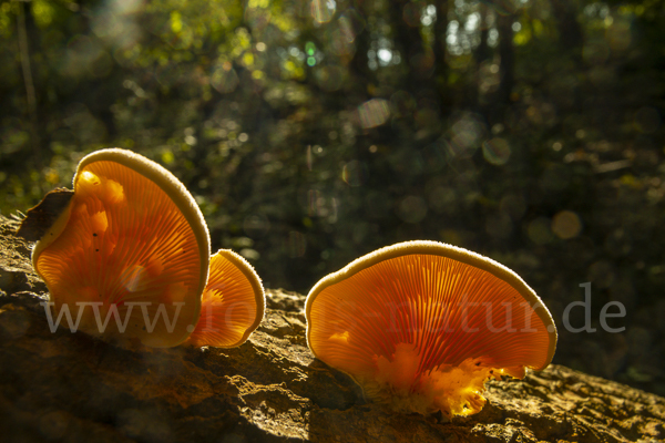 Orangeseitling (Phyllotopsis nidulans)