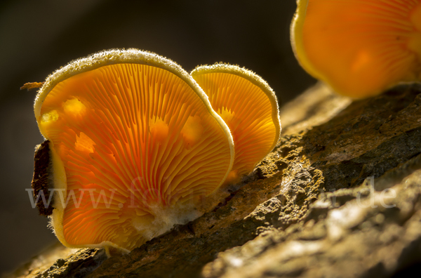 Orangeseitling (Phyllotopsis nidulans)