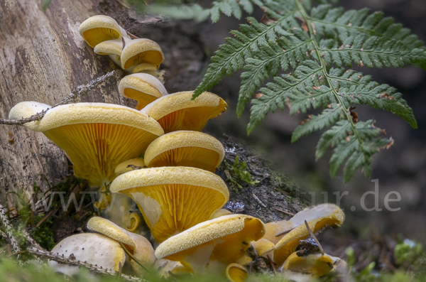 Orangeseitling (Phyllotopsis nidulans)