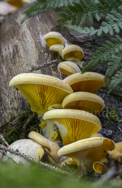 Orangeseitling (Phyllotopsis nidulans)