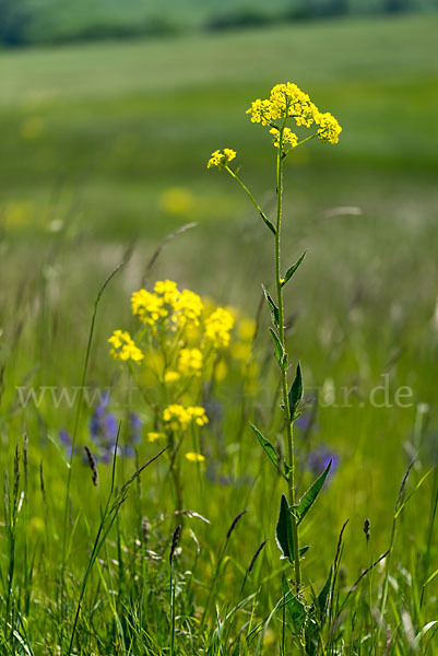 Orientalische Zackenschote (Bunias orientalis)