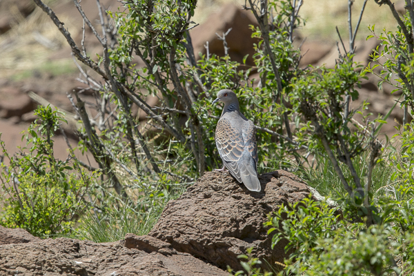 Orientturteltaube (Streptopelia orientalis)