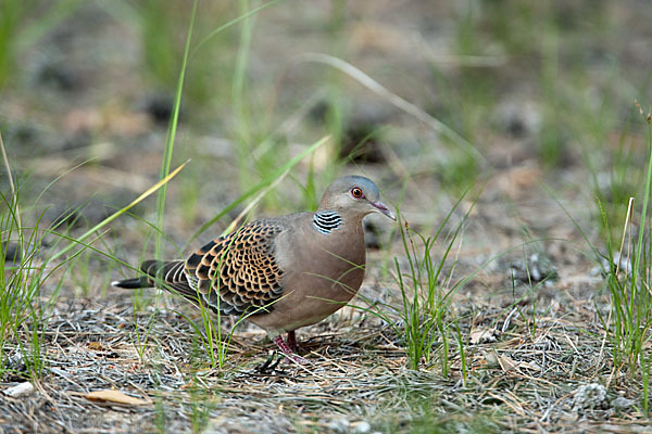 Orientturteltaube (Streptopelia orientalis)