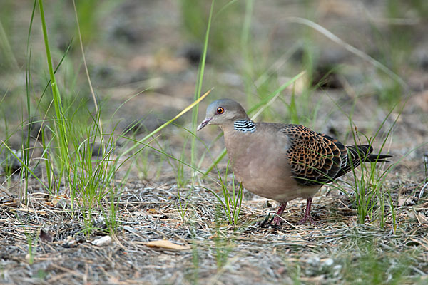 Orientturteltaube (Streptopelia orientalis)