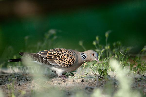 Orientturteltaube (Streptopelia orientalis)