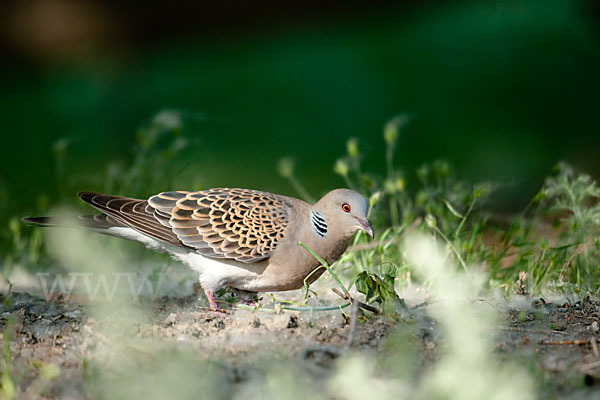 Orientturteltaube (Streptopelia orientalis)