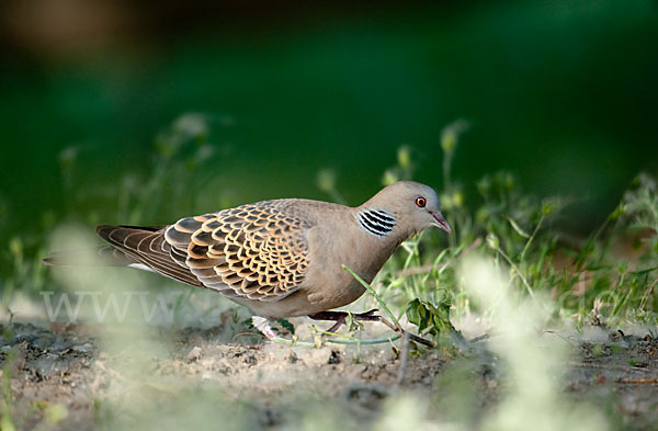 Orientturteltaube (Streptopelia orientalis)