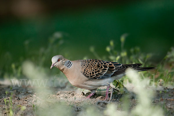 Orientturteltaube (Streptopelia orientalis)