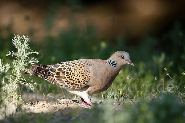 Orientturteltaube (Streptopelia orientalis)