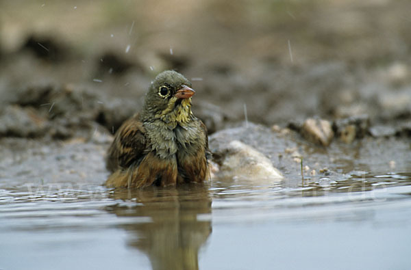 Ortolan (Emberiza hortulana)