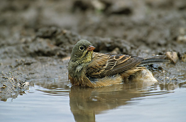 Ortolan (Emberiza hortulana)