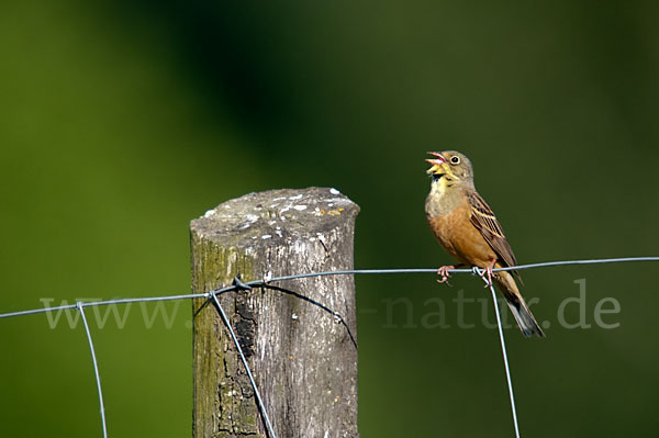 Ortolan (Emberiza hortulana)