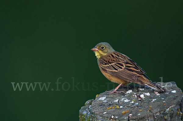 Ortolan (Emberiza hortulana)