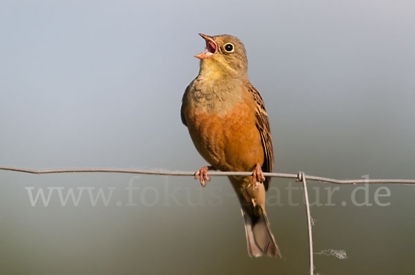 Ortolan (Emberiza hortulana)