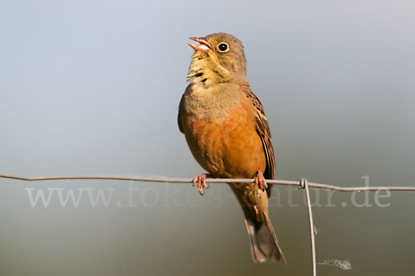 Ortolan (Emberiza hortulana)