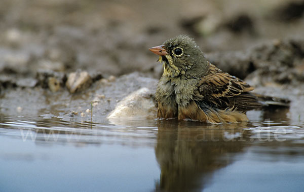 Ortolan (Emberiza hortulana)