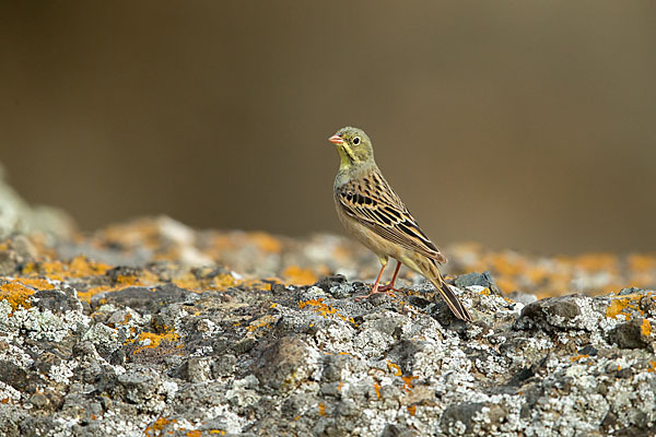 Ortolan (Emberiza hortulana)