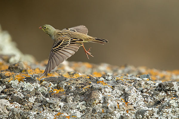 Ortolan (Emberiza hortulana)